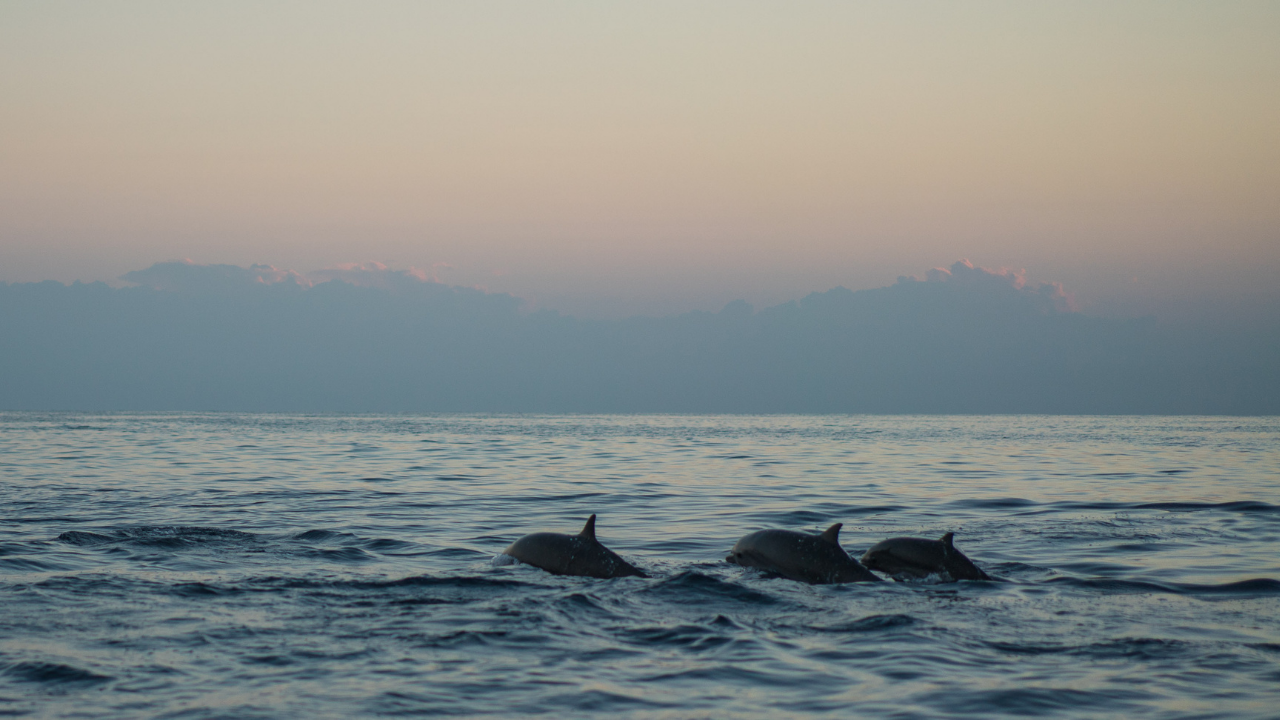 she academy Mozambique retreat dolphins